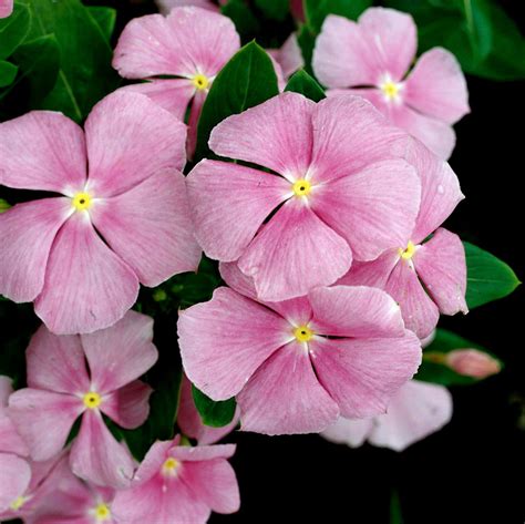 How To Plant And Grow Annual Vinca