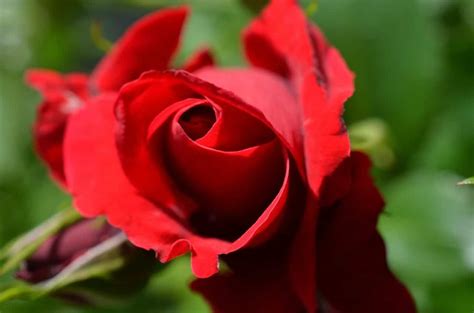 Cuida Y Cultiva Rosas Rojas Las Más Bellas Jardineria On