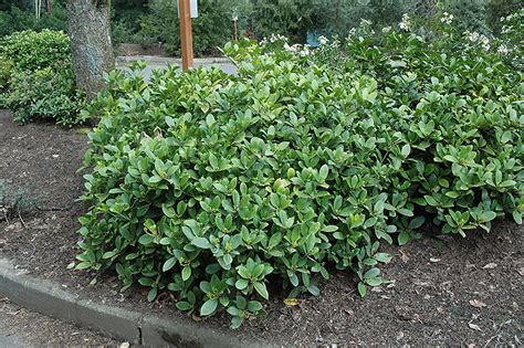 If pollinated by a male plant, female plants bear bright red berries right around the time of the winter holidays. Reeves Skimmia (Skimmia reevesiana) in Greensboro High ...