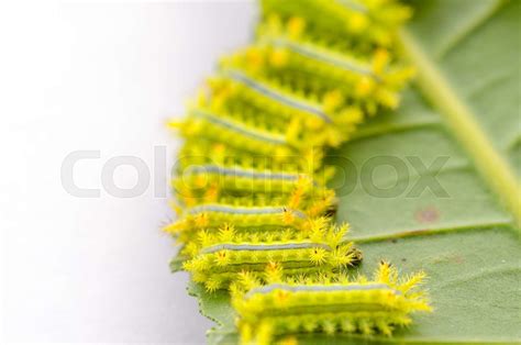Row Of Caterpillar Eating Leaf Stock Image Colourbox