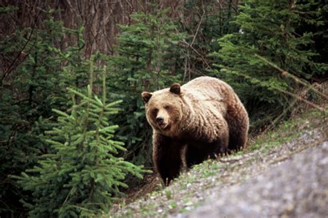 Grizzly Bears Environmental Reporting Bc
