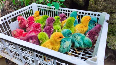 Menangkap Anak Ayam Lucu Ayam Warna Warni Ayam Rainbow Ayam Hanyut