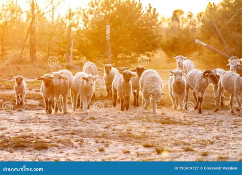 A Herd Of Young Trimmed Sheep Lambs Run To The Camera In The Sun