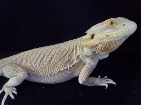 White Bearded Dragon For Sale