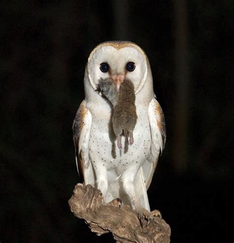 What Male Owls Want Females With Big Spots