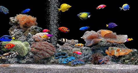 50 Free 3d Fish Tank Wallpaper On Wallpapersafari