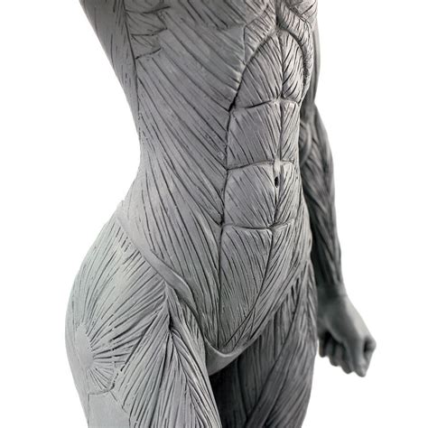 Artist S Anatomy Female Anatomical Model Artist By Artistsanatomy
