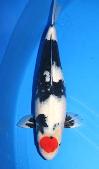 Kita ward, okayama, okayama, japan. Okayama Momotaro-koi farm Congratulations!
