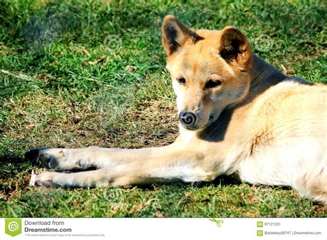 Australian Dingo Stock Image Image Of Australian Lying 97121231