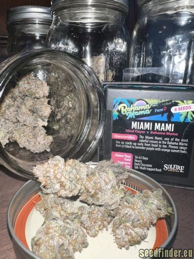 Miami Mami Solfire Gardens Cannabis Strain Info