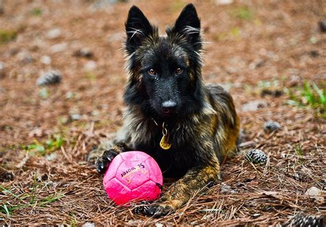 Dutch shepherds are highly intelligent working dogs that are also naturally independent. Long Hair Dutch Shepherd | Dutch shepherd dog, Cute animal ...