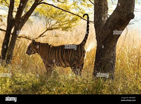 Wild Bengal Tiger Panthera Tigris Tigris Walking At Their Natural