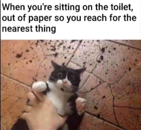 Pin By Cindy Rebecca On Caturday In Dark Humour Memes Memes