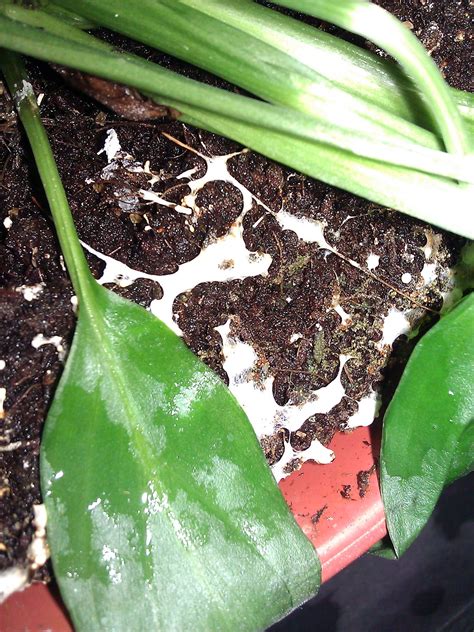 Although white mold won't kill a healthy plant, it can affect the plant's growth. Help! What Is This Slime On My Peace Lily?