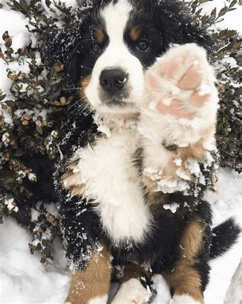 Bernese Mountain Dogs In The Snow Pb On Life
