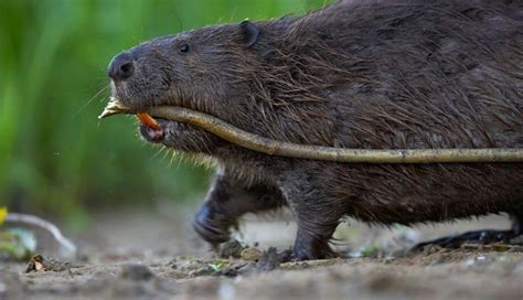 Englands First Wild Beavers In 500 Years To Be Captured And Sent To A