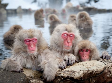 Japanese Macaques Nagano