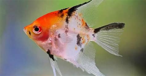 Koi Angelfish Care Guide Tank Size Growth Aggression And More