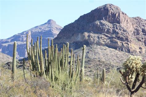 Organ pipe cactus national monument. Kohuts Rving Adventures: Organ Pipe Cactus National ...