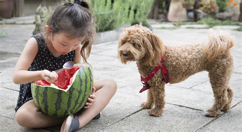 *by clicking these links, you will leave publix.com and enter the instacart site that they operate and control. Can Dogs Eat Cantaloupe And Melons - A Guide To Cantaloupe ...