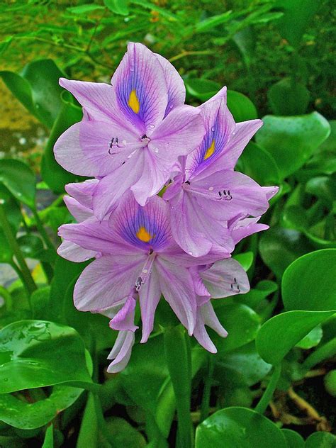 Eichhornia crassipes / ผักตบชวา | Water hyacinth, Plant pictures, Plants