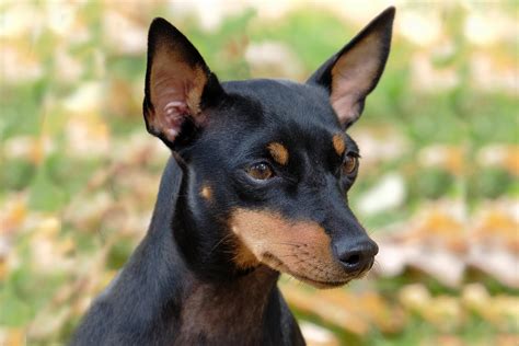 Toy Manchester Terrier Breeders Usa Wow Blog