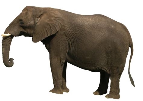Elephant Png Transparent Images Png All