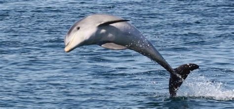 New Species Of Dolphin Discovered By Australian Scientists Called