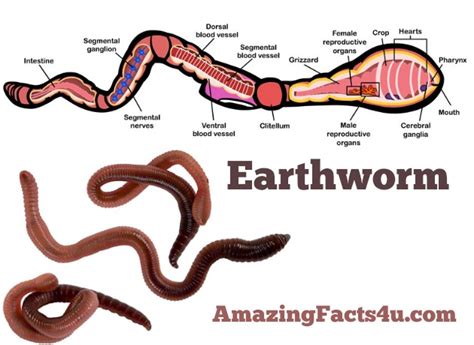 Top 5 Coolest Facts About Worms Worm Facts Fun Facts Facts For Kids