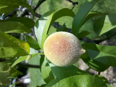 Fuzzy Fruit Leslie Elsaifi