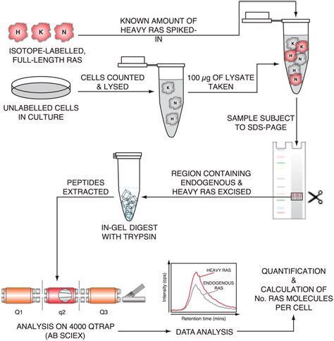 Protein Standard Absolute Quantification For Measurement Of Cellular