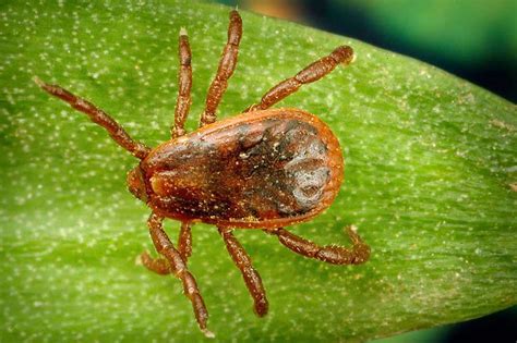 8 Common Types Of Ticks On Dogs And How To Identify Them