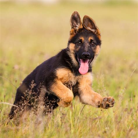What A Dog Needs To Be Happy German Shepherd Dog Hq