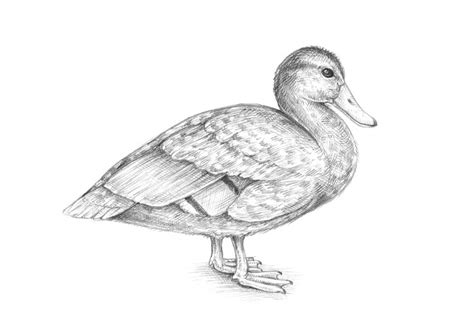 Realistic Duck Drawing How To Draw A Duck Draw Step By Step Draw Its