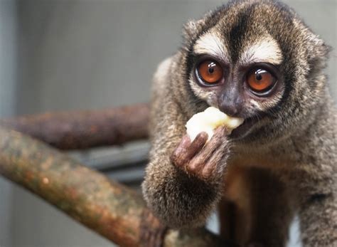 Mono Nocturno Nueva Especie Que Habita El Zoológico Zona Cero