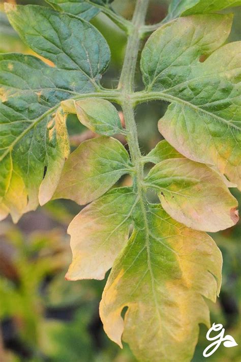 Maybe you would like to learn more about one of these? Why Are My Tomato Leaves Turning Yellow? in 2020 | Garden ...