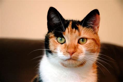 Genetically, calicos are the same as tortoiseshell (see: Some Of The Cutest Cat Names For Your Calico Cat | Cute ...
