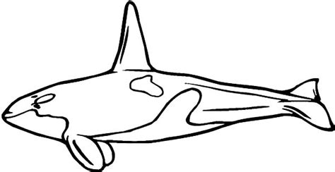 2362x1724 humpback whale black clipart humpback whale coloring page. Blue Whale Picture Coloring Page : Kids Play Color