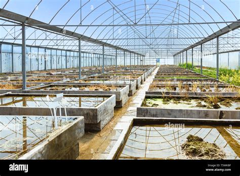 Old Empty Farm Plant Breeding Greenhouse By The Blue Sky Background