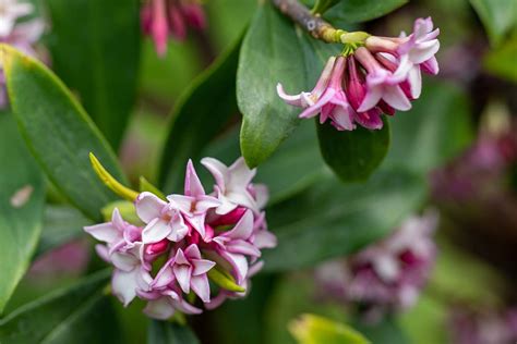 How To Grow And Care For Winter Daphne Gardeners Path