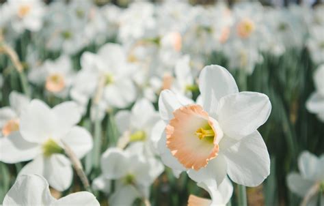 Narcissus Wallpapers Wallpaper Cave