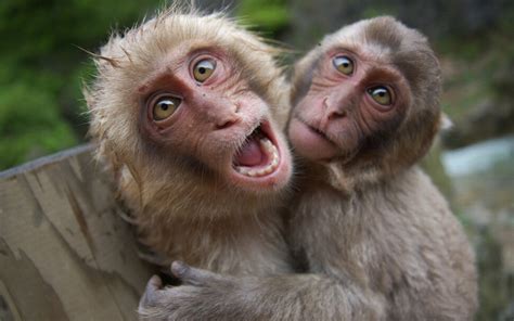 74 Funny Monkey Pictures Wallpapers Wallpapersafari