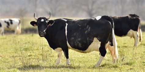 Elle trait une vache à. Que sait-on de Fine, la "vache égérie" du Salon de l ...