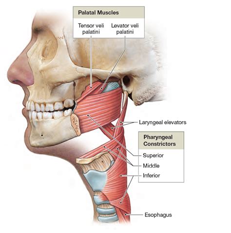 The Muscles Of The Pharynx Medical Anatomy Human Anatomy And