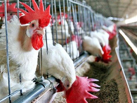 El brote estuvo ligado a los pollos. Brote de gripe aviar altamente contagioso en Holanda ...