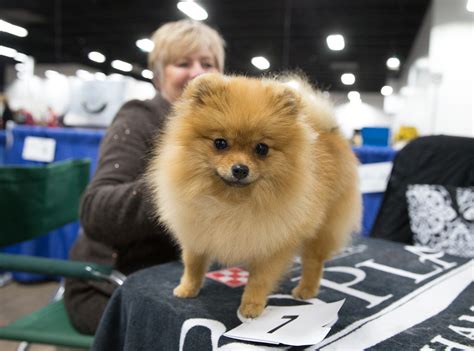 Avail puppies, references, guarantee, design doggie, lab. Best National Dog Show 2016 Photos | InStyle.com