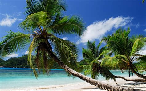 Coast Sea Sand Beach Palm Trees Wallpaper Beach Wallpaper Better