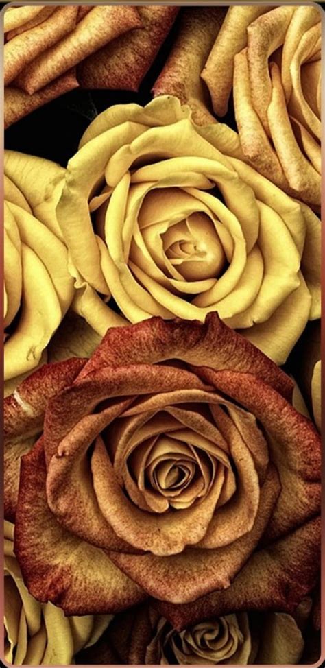 Vintage Roses Bonito Pretty Rose Roses Vintage Hd Phone Wallpaper