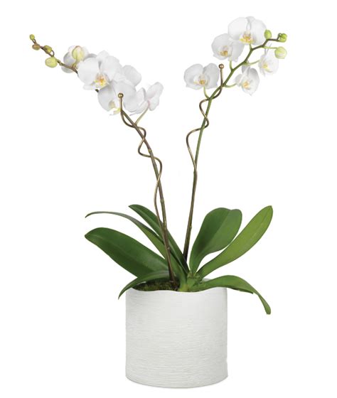 Double White Phalaenopsis Orchid Garden Calyx Flowers Inc