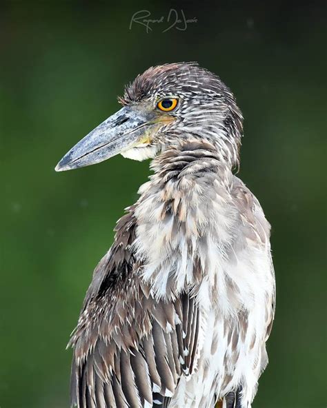 Top 25 Wild Bird Photographs Of The Week Herons Egrets And Bitterns